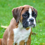 Boxer-puppy-sitting-in-the-grass.null_